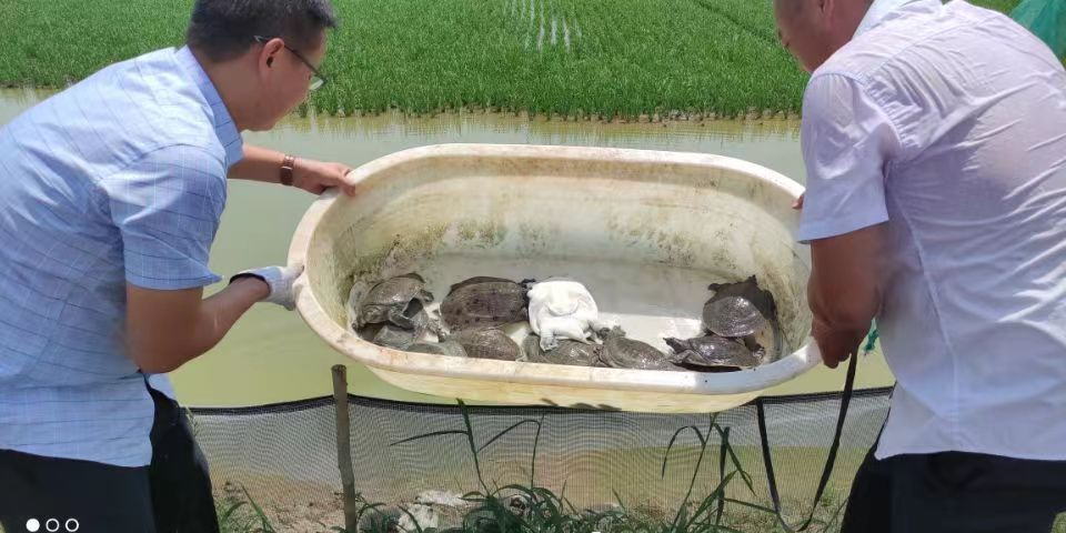 江苏淮安：“稻虾鳖”综合种养 亩产效益翻倍涨